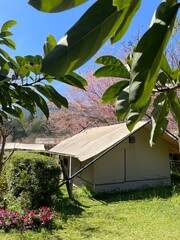 Obraz premium house in the woods