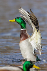 Stockente (Anas platyrhynchos) Männchen
