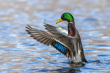 Stockente (Anas platyrhynchos) Männchen