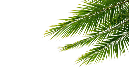 Obraz premium An Elegant, Slightly Asymmetrical Palm Branch With Fresh Green Leaves Extending Outward in a Natural, Flowing Pattern-