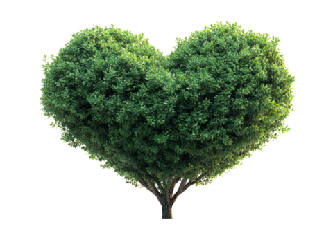 Heart-Shaped Tree with Lush Green Foliage