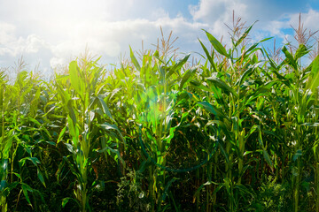 トウモロコシ畑と輝く太陽と青空