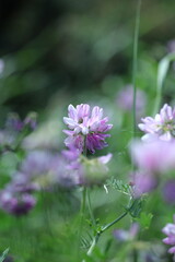 pink flower in a garden