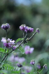 purple flower in the garden