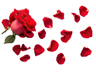 Fototapeta premium red rose petals