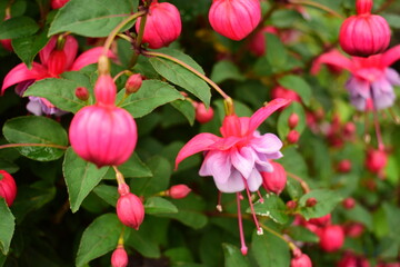 pink flowers in the garden
