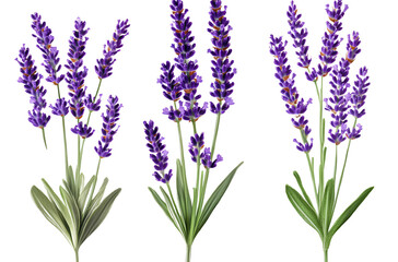 Naklejka premium Lavender flower plant, transparent background PNG element clipart set of three lavender plants, lavender flower, png