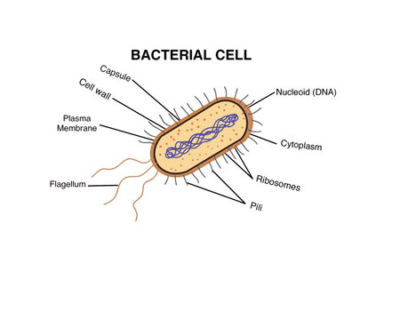 Structere of a bacterial cell. Diagram