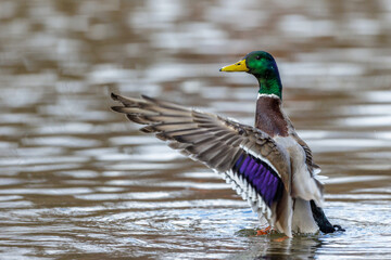 Stockente (Anas platyrhynchos) Männchen