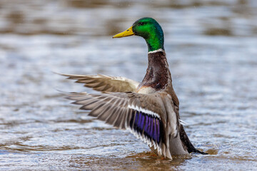 Stockente (Anas platyrhynchos) Männchen