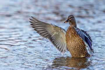 Stockente (Anas platyrhynchos) Weibchen