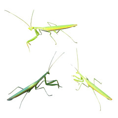 Set of Praying Mantises with Wildlife Aesthetic Vibe