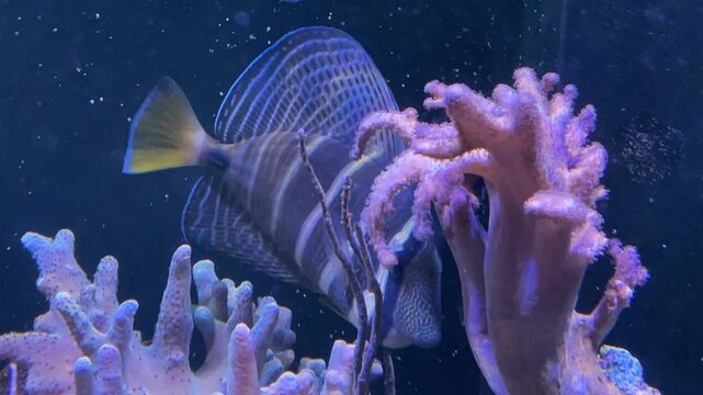 Ein Segelflossen Doktor Fisch im Meerwasseraquarium.