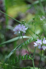 flowers in the garden