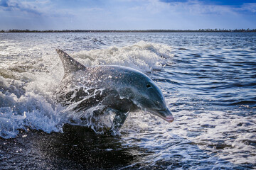 verspielte springende Delfine im Golf of Mexico USA Florida © Bernd M. Renz