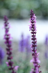Obraz premium close up of lavender flowers