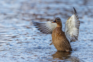 Stockente (Anas platyrhynchos) Weibchen