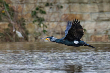 Kormoran (Phalacrocorax carbo)