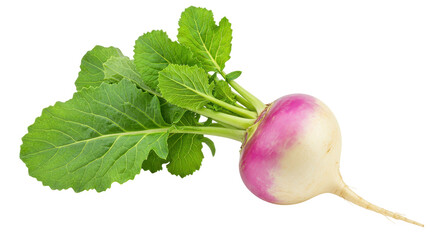 Isolated Turnip with Leaves