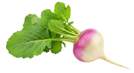 Isolated Turnip with Leaves