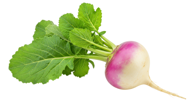 Isolated Turnip with Leaves