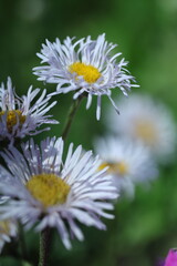 Obraz premium white daisy flower