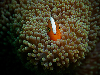 Orange Anemonefish, Orangener Anemonenfisch (Amphiprion sandaracinos)