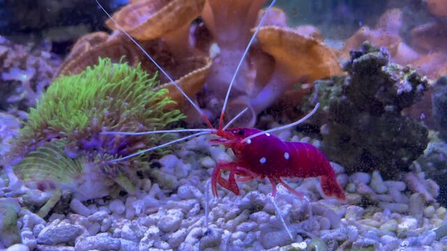 Eine kardinal Garnele in einem Meerwasseraquarium.