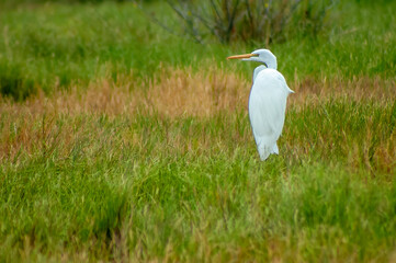 great white egret