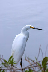 snowy egret