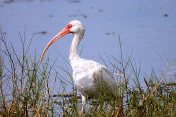american white ibis