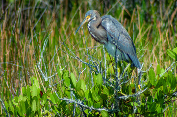 tri-colored heron