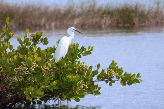 snowy egret
