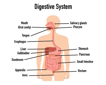 Digestive system anatomy, diagram. Human organs, mouth, salivary glands, pharynx, esophagus, stomach, small, large intestines, rectum and anus. Gray body, colored parts. Draw illustration. Vector