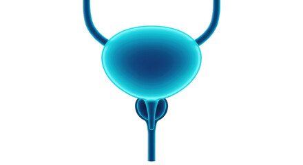 Isolated Human Bladder