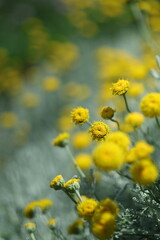 yellow flowers in spring