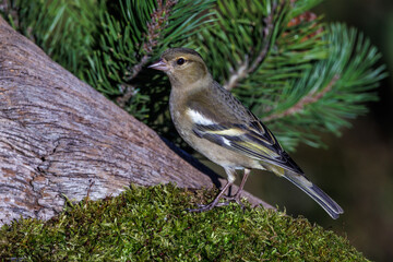 Buchfink (Fringilla coelebs) Weibchen