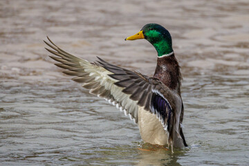 Stockente (Anas platyrhynchos) Männchen