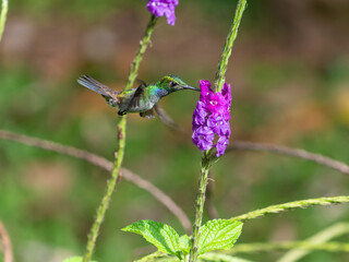 Blaubrustamazilie nascht an einer pinkfarbigen Blüte