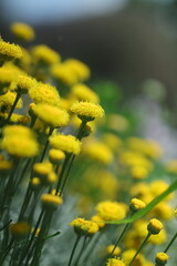 field of yellow flowers