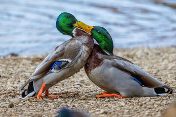 Stockenten (Anas platyrhynchos) Männchen