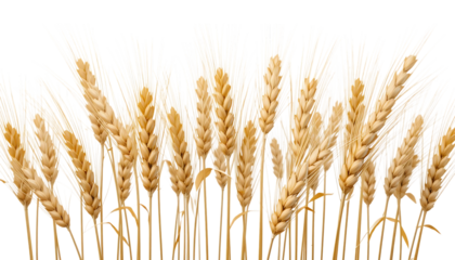 Golden wheat stalks png