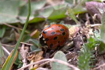 Eyed Ladybird (Anatis ocellata) on leaf litter. Taken in Herzegovina.