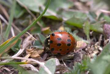 Eyed Ladybird (Anatis ocellata) on leaf litter. Taken in Herzegovina.