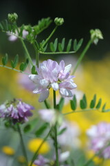 Obraz premium pink flower in the garden
