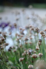 wild flowers in the wind
