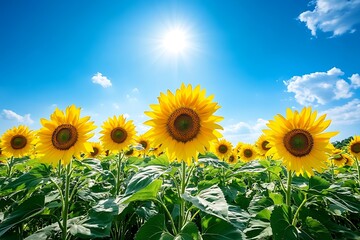 Fototapeta premium A colorful field of sunflowers under a bright blue sky