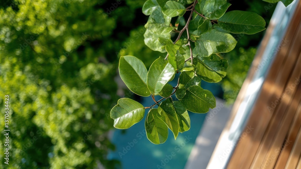 Poster Overhead view of leafy branch with lush green leaves in sunlight with shallow depth of field and natural wooden plank