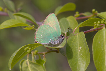 Green Hairstreak butterfly (Callophrys rubi) resting on leaves in a shrub. Taken in Herzegovina.