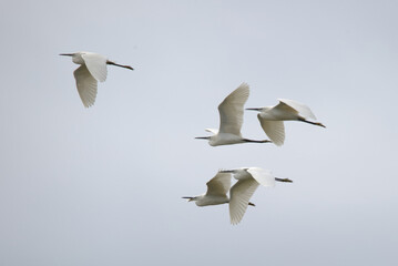 Little Egrets (Egretta garzetta) in flight. Taken in Herzegovina.